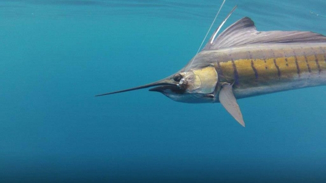  Swordfish 